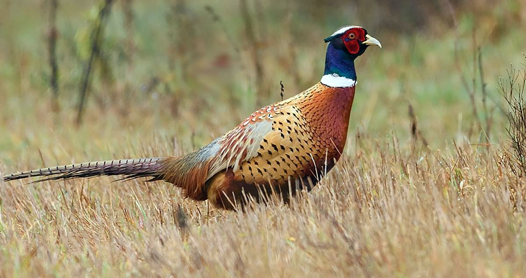 Pheasant Shoot